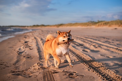 Pet Friendly Homes callout